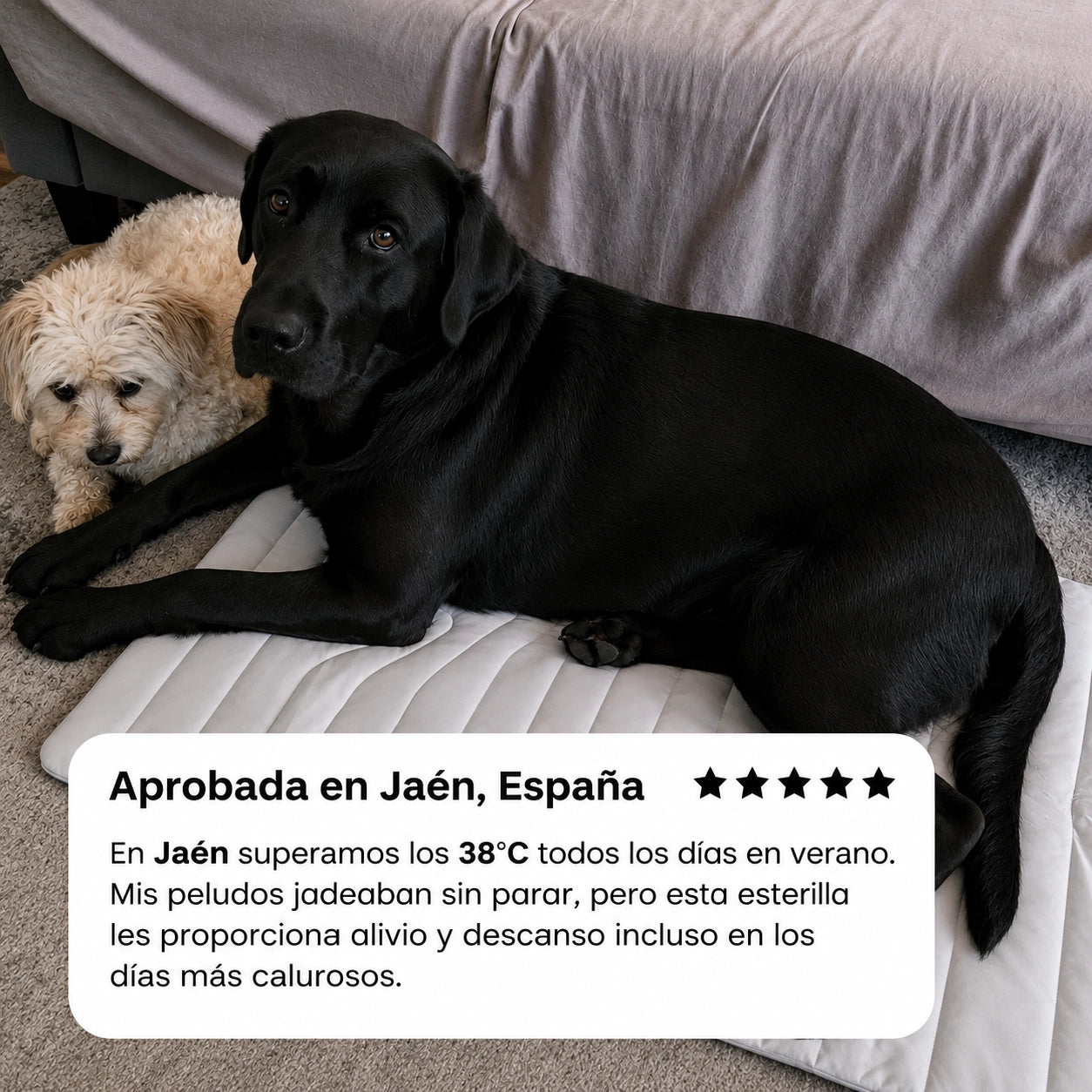 BRISA COOL™ Alfombrilla Refrescante para Perros
